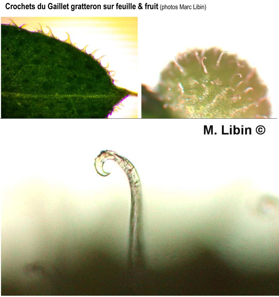 Galium aparine (gaillet gratteron)