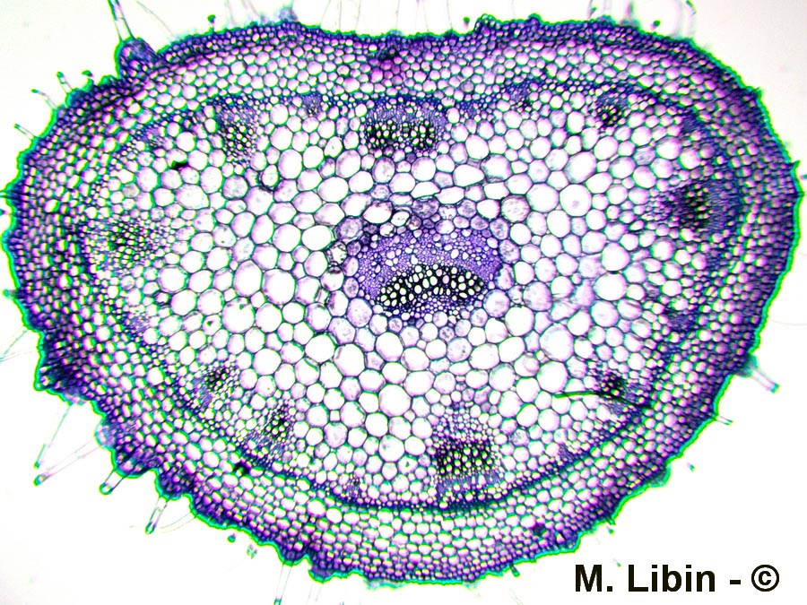 Geranium sp. (géranium)