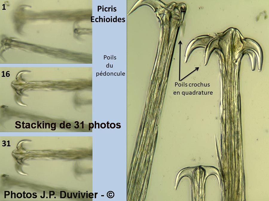 Helminthotheca echioides (picride fausse vipérine)