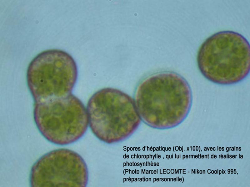 Spores d'hépatiques