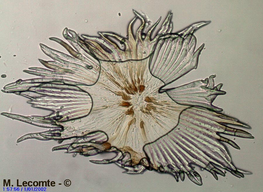 Argousier (Hippophae rhamnoides) (poil foliaire)
