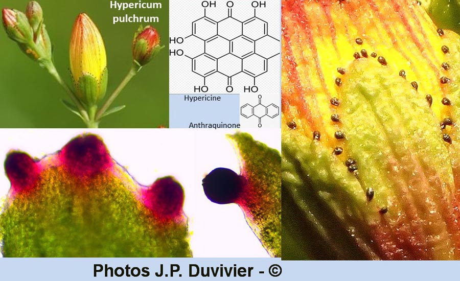 Hypericum pulchrum (millepertuis élégant)