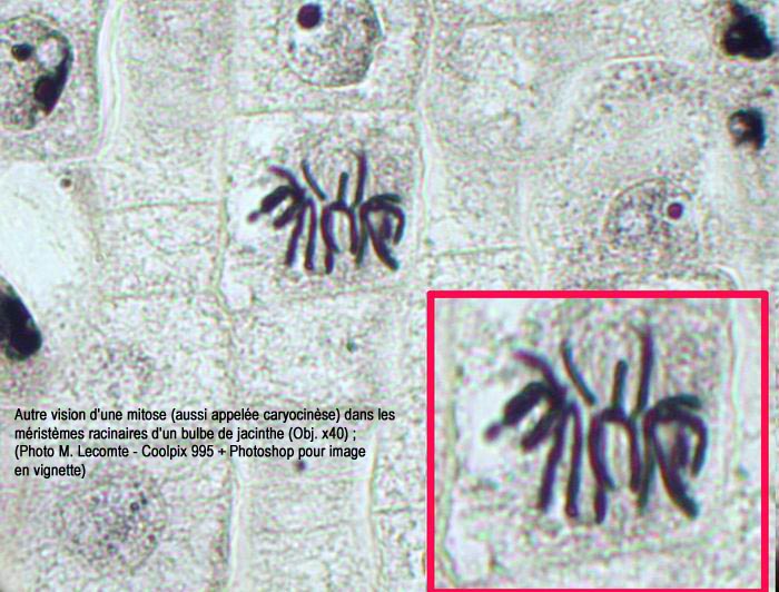 Jacinthe (Hyacinthus sp.): mitose