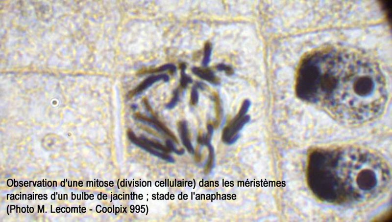 Jacinthe (Hyacinthus sp.): mitose