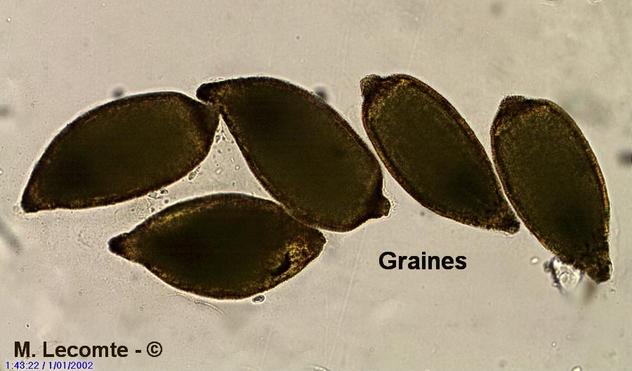 Jonc épars (Juncus effusus)