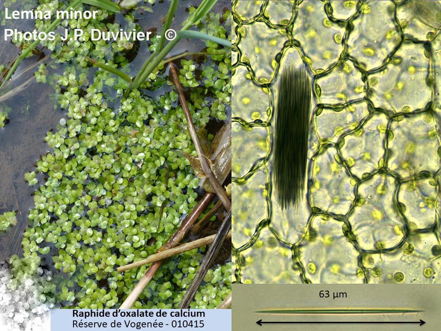 Lemna minor (lentille d'eau)