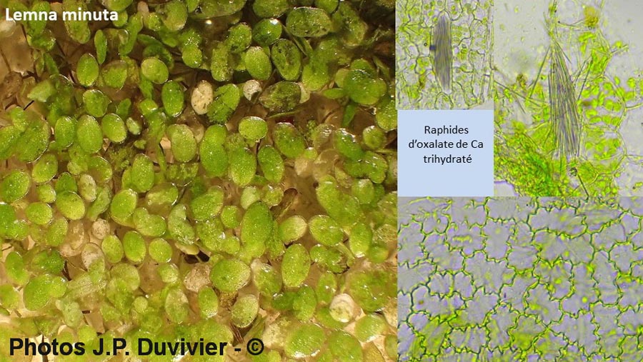 Lemna minuta (lenticule minuscule)