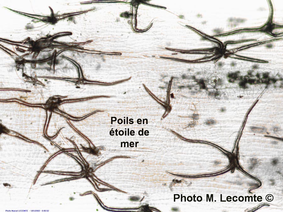 Poils de Hedera helix (lierre)