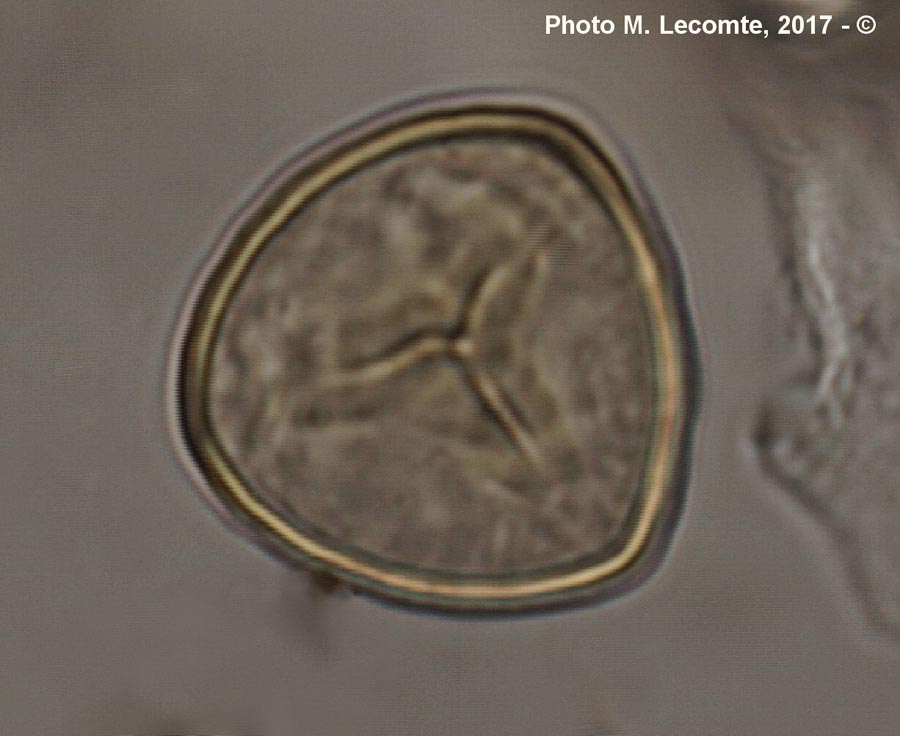 Spores de Lycophytes (M. Lecomte)