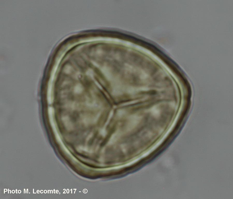 Spores de Lycophytes (M. Lecomte)