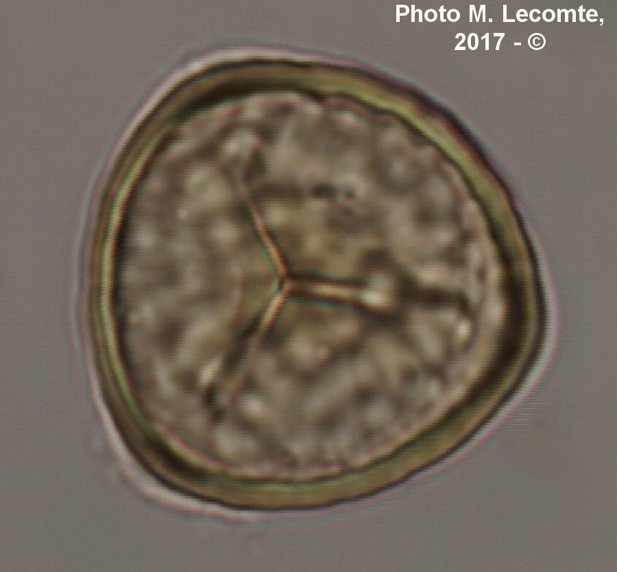 Spores de Lycophytes (M. Lecomte)