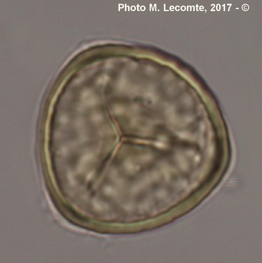 Spores de Lycophytes (M. Lecomte)