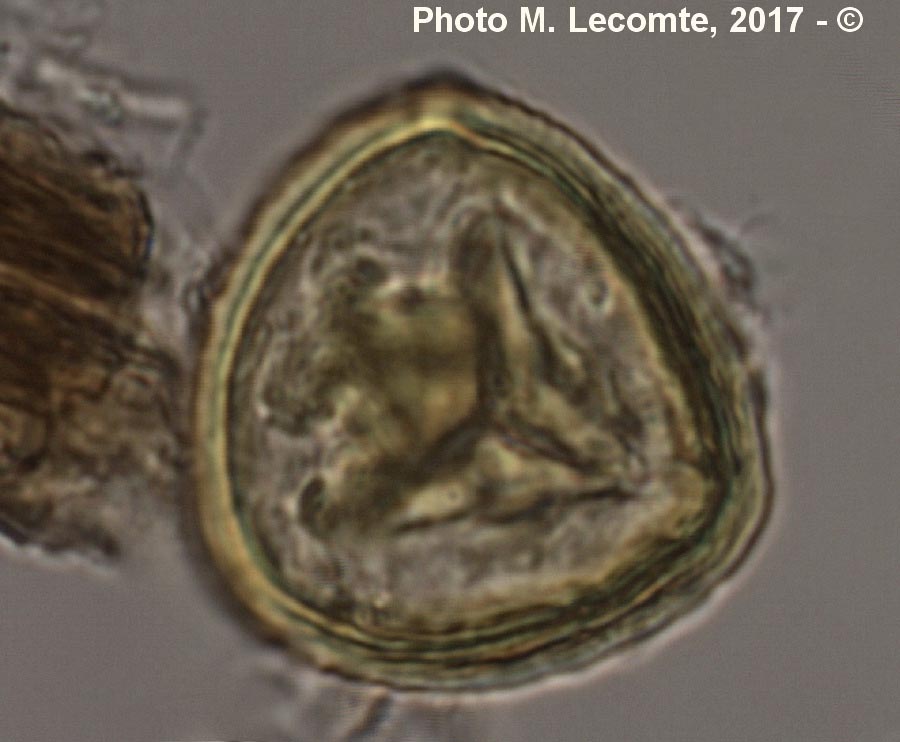 Spores de Lycophytes (M. Lecomte)