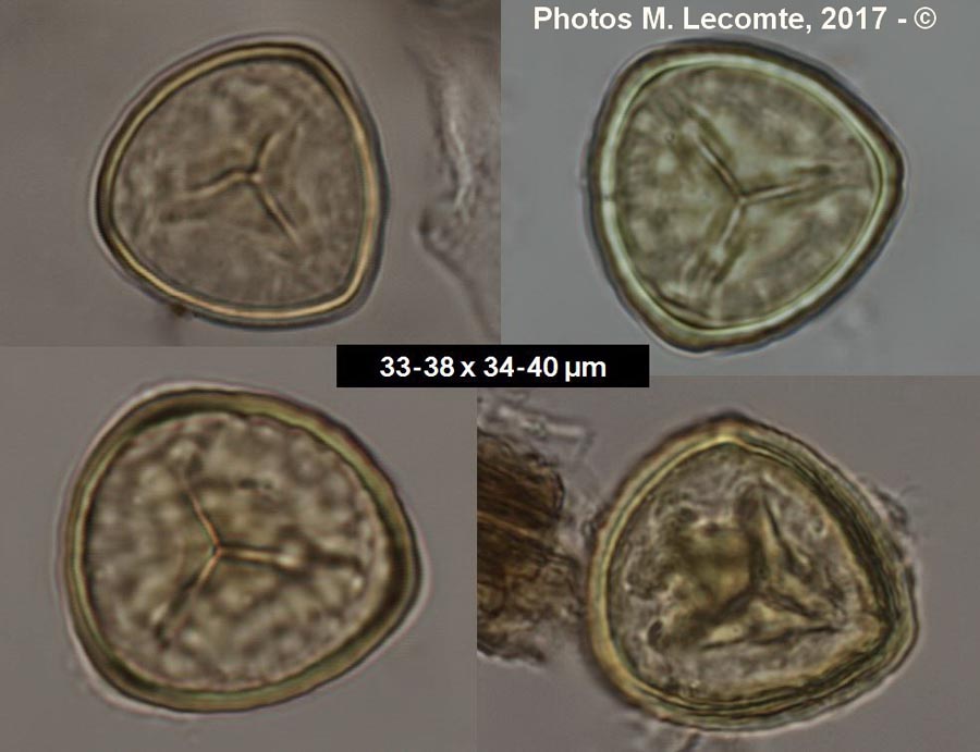 Spores de Lycophytes (M. Lecomte)