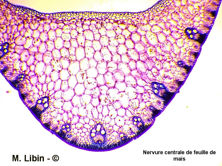 Zea mays (maïs) (nervure centrale de la feuille)