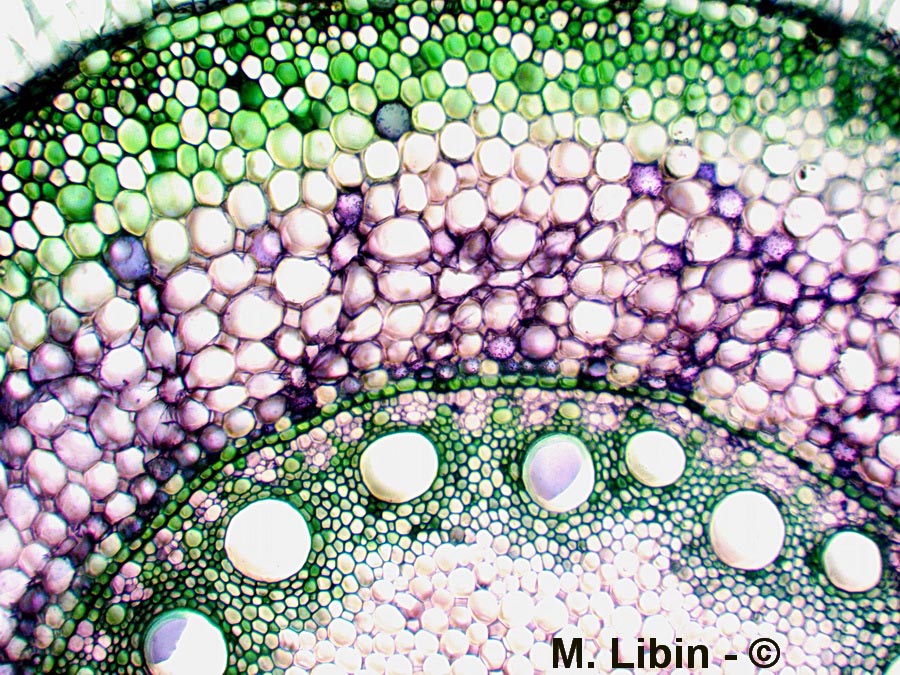 Coupe transversale dans une racine de maïs (Zea mays)