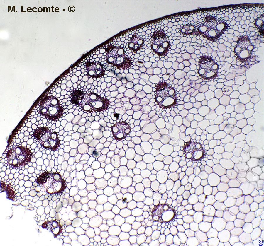 Coupe transversale dans une tige de maïs (Zea mays)