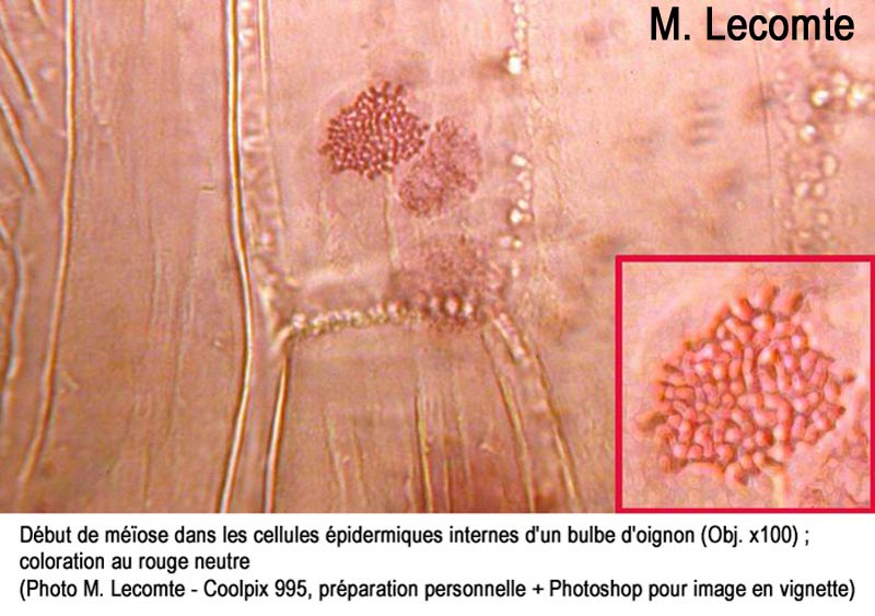 Oignon : méiose