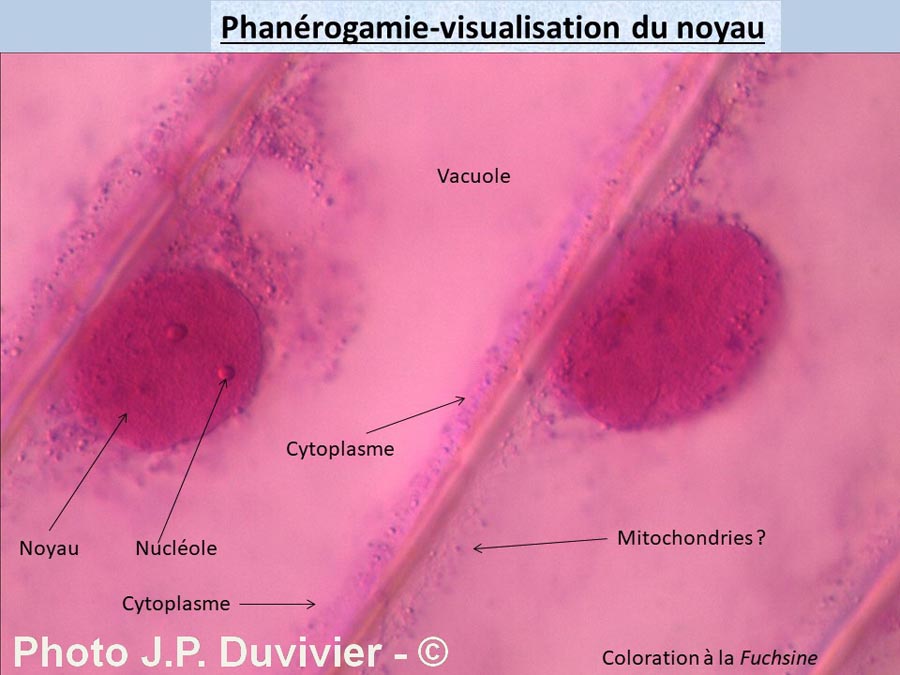 Oignon (noyaux)