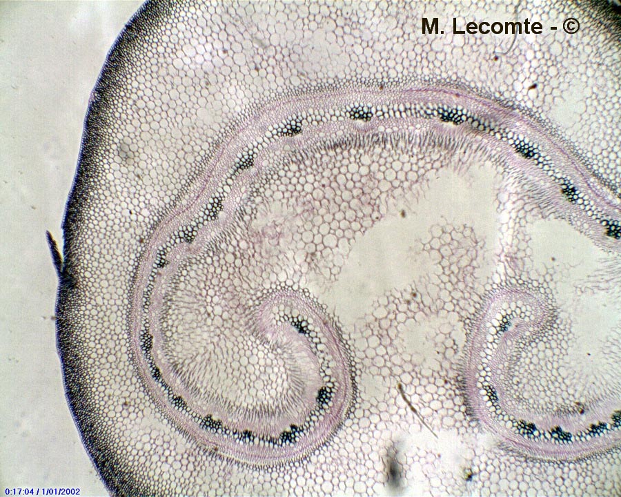 Osmunda regalis (osmonde royale)