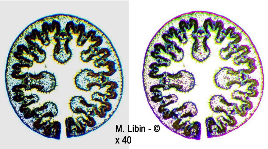 Oyat (Ammophila sp.) (coupes transversales dans la tige)