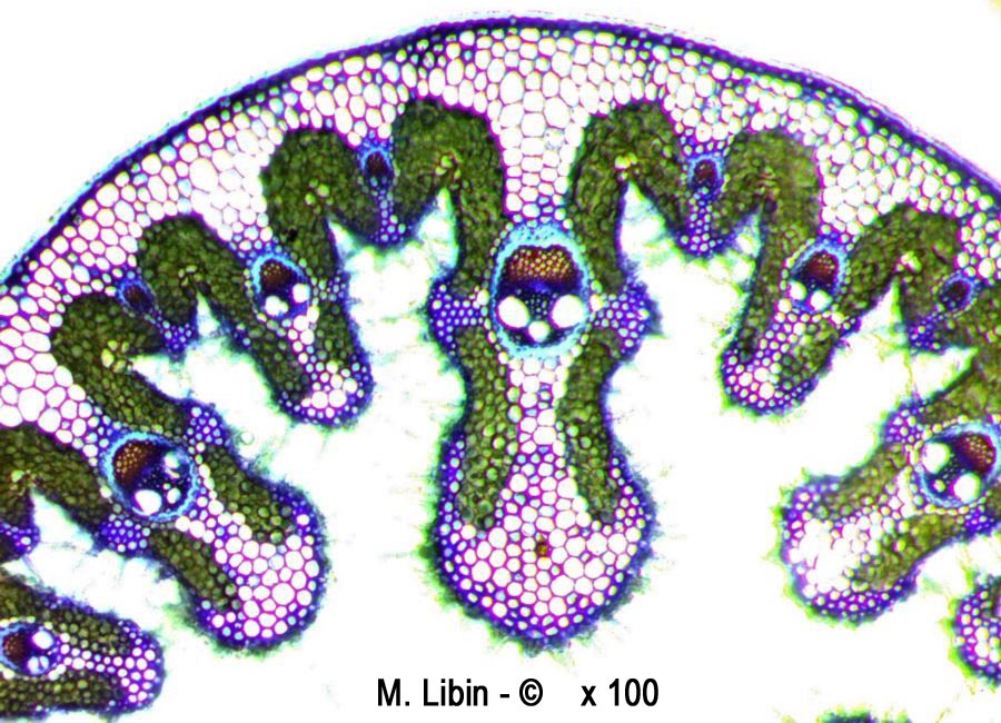 Oyat (Ammophila sp.) (coupes transversales dans la tige)