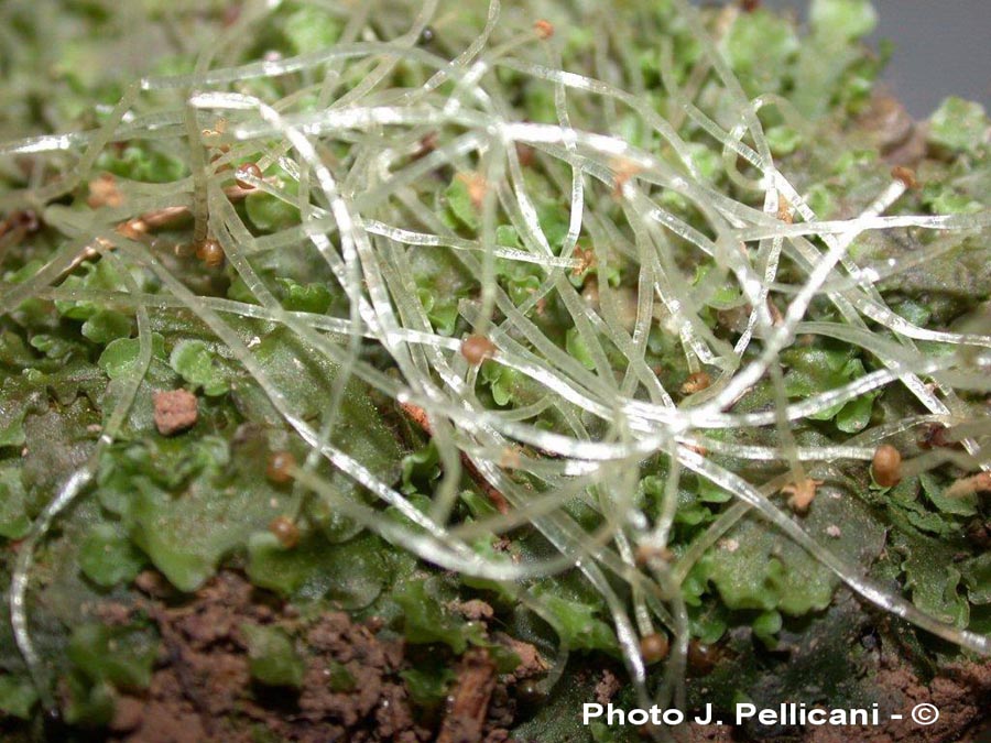 Pellia endiviifolia