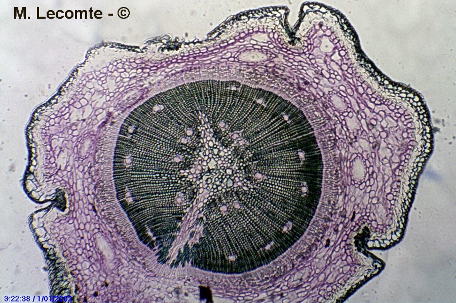 Coupe transversale dans la tige, rameau d'un pin maritime (Pinus pinaster)