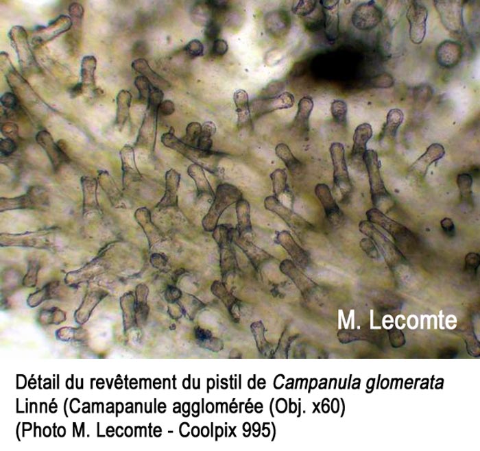 Campanula glomerata (pistil)