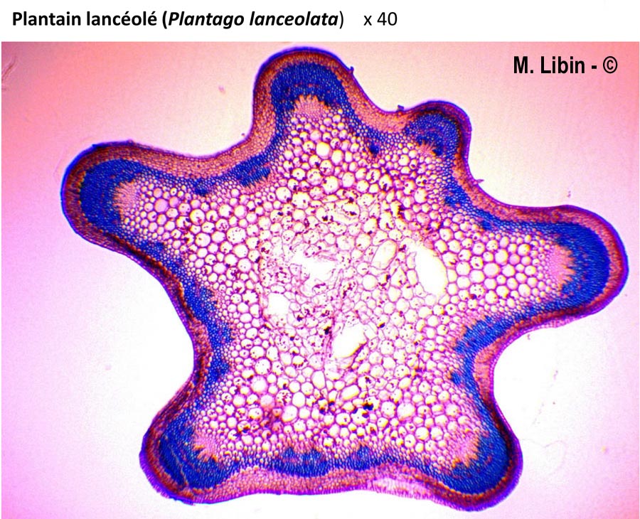 Plantain lancéolé (Plantago lanceolata)
