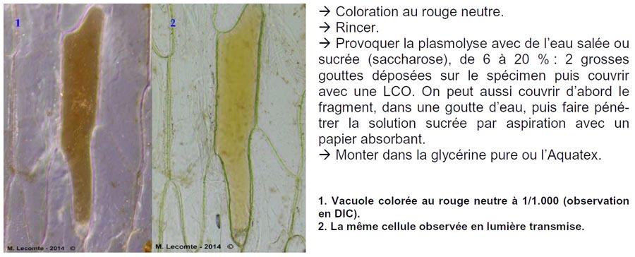 plasmolyse