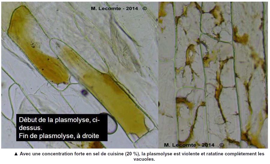 plasmolyse