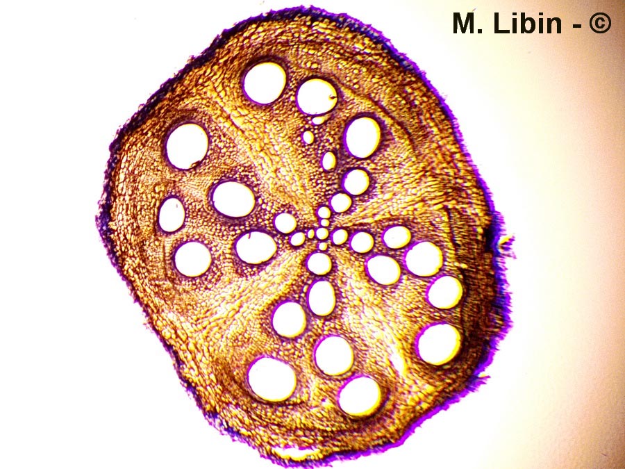 Cucurbita sp. (courgette)