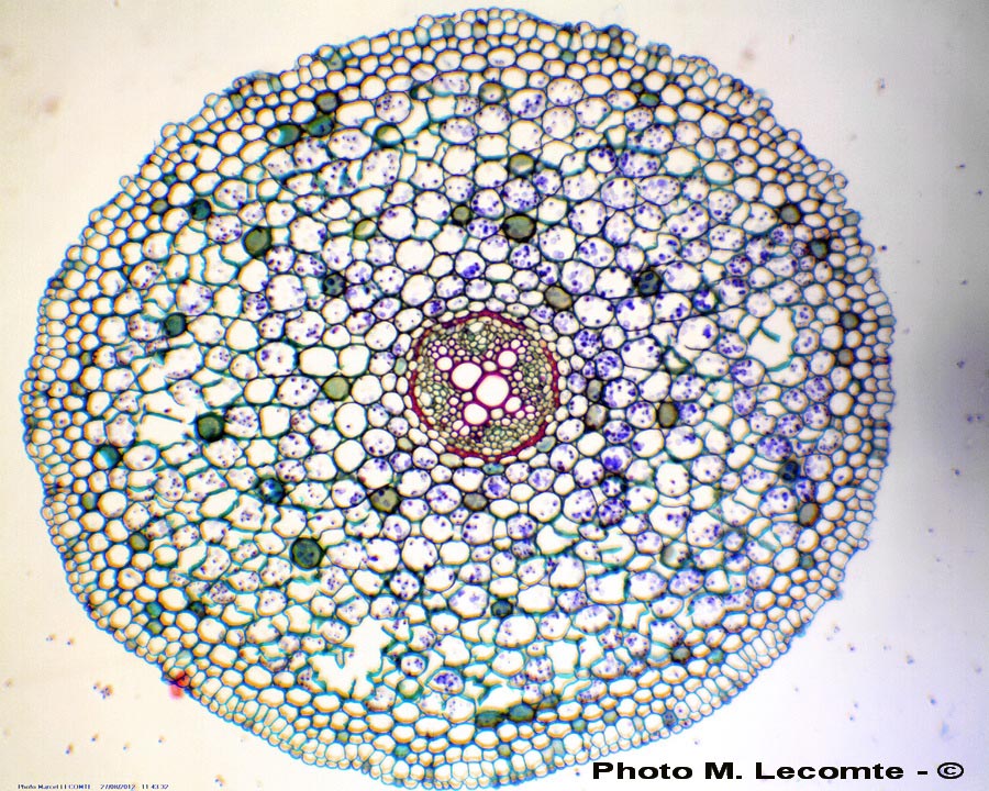 Ranunculus sp.