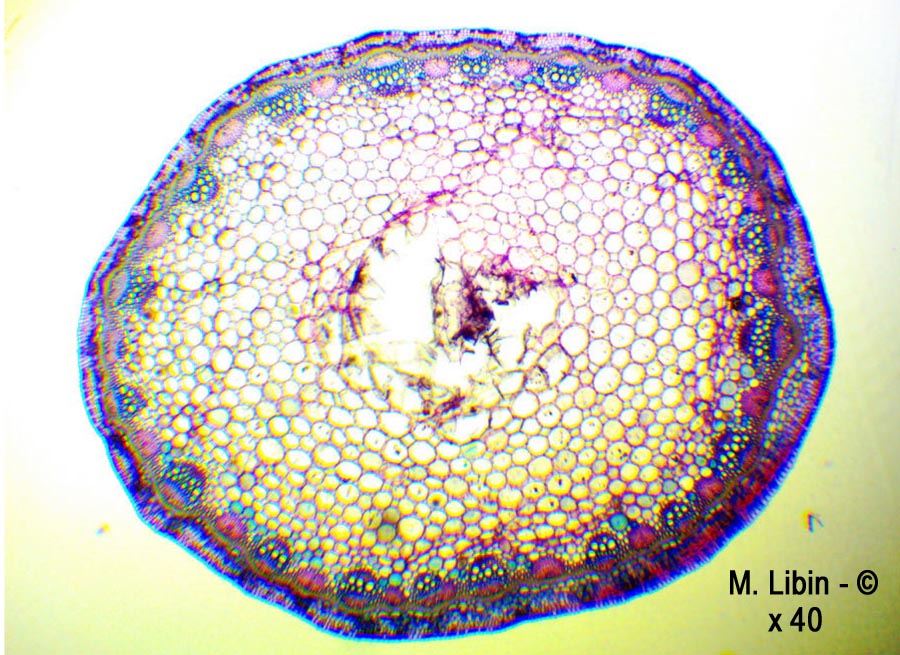 Renouée bistorte (Bistorta officinalis) (coupes transversales dans une tige)