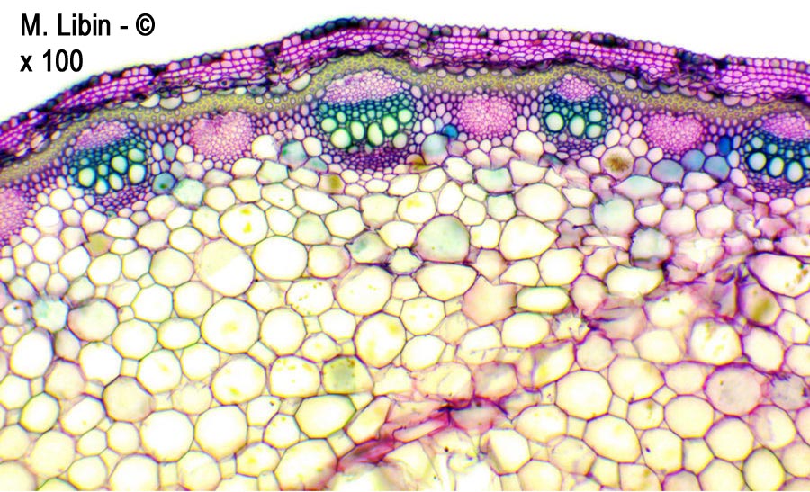 Renouée bistorte (Bistorta officinalis) (coupes transversales dans une tige)