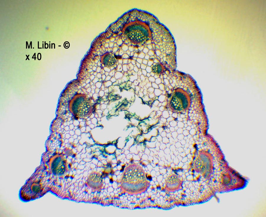 Renouée bistorte (Bistorta officinalis) (coupes transversales dans un pétiole)