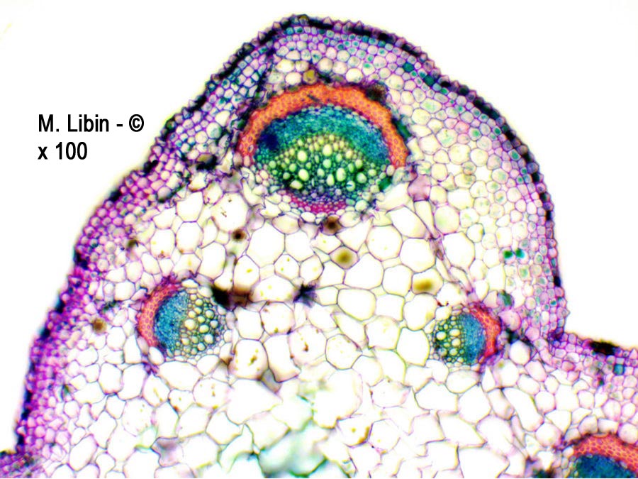 Renouée bistorte (Bistorta officinalis) (coupes transversales dans un pétiole)