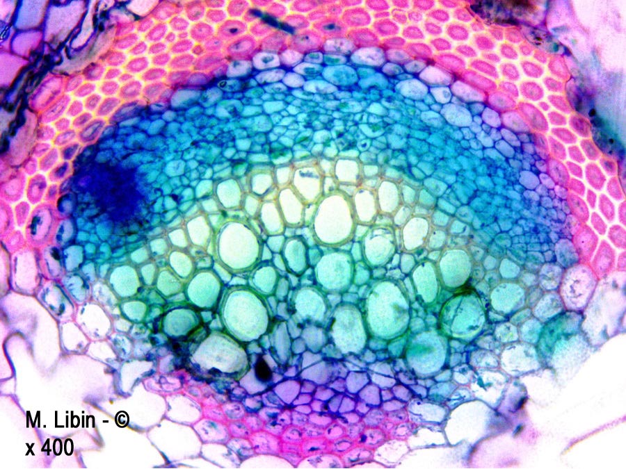 Renouée bistorte (Bistorta officinalis) (coupes transversales dans un pétiole)