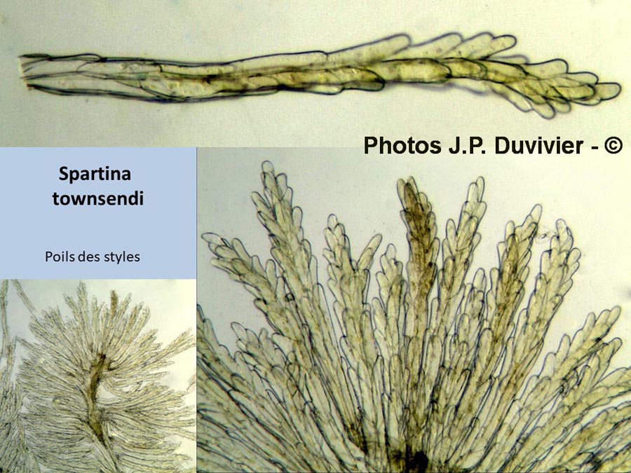 Spartina townsendii (spartine de Townsend)