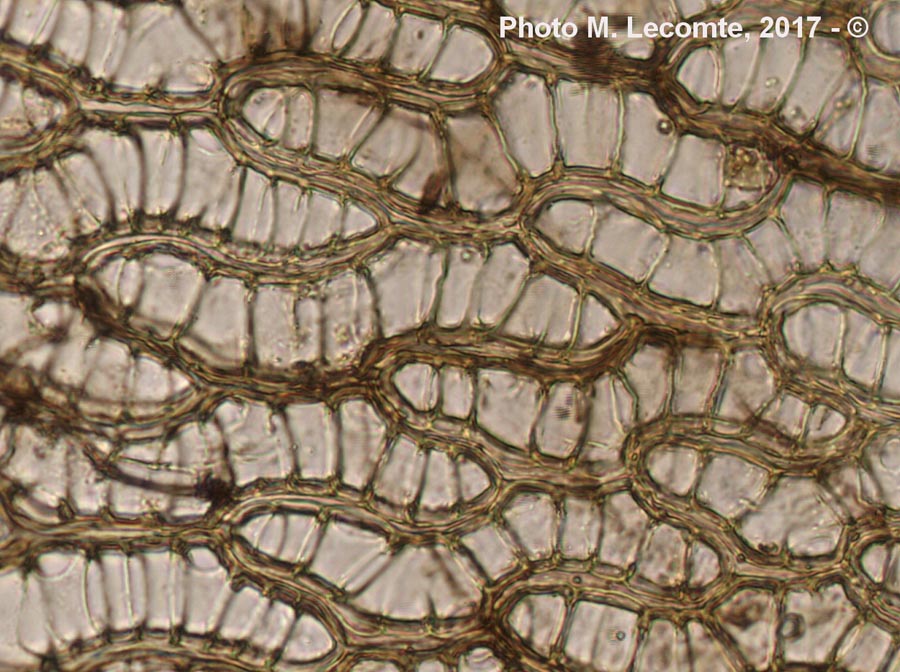 Sphagnum sp. (sphaigne)