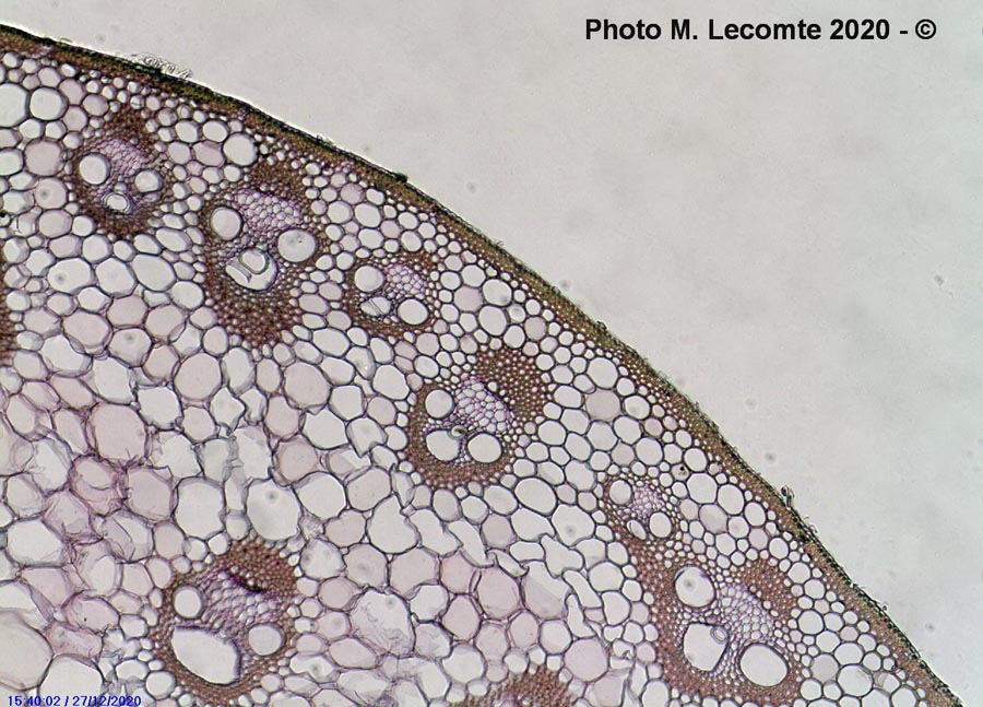 Coupe transversale dans une tige de maïs (Zea mays)