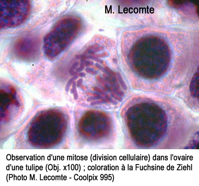 Tulipe (mitose)