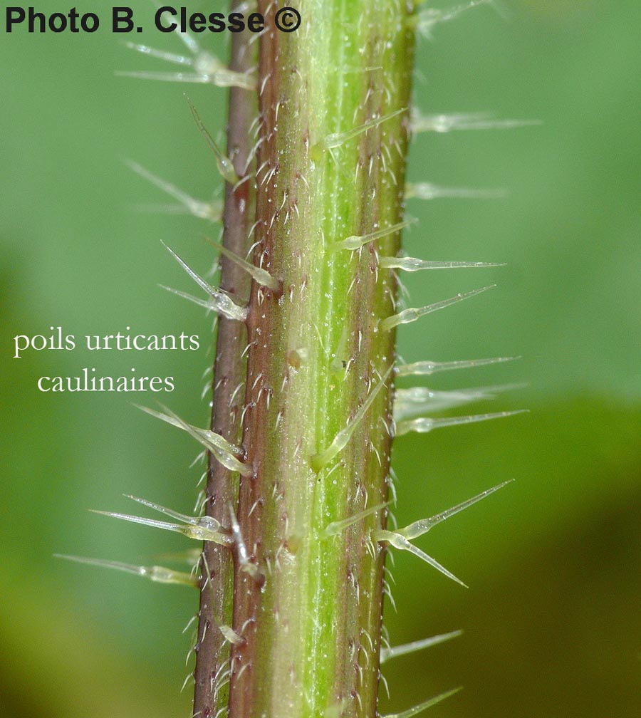 Poils d'Urtica dioica (ortie commune)