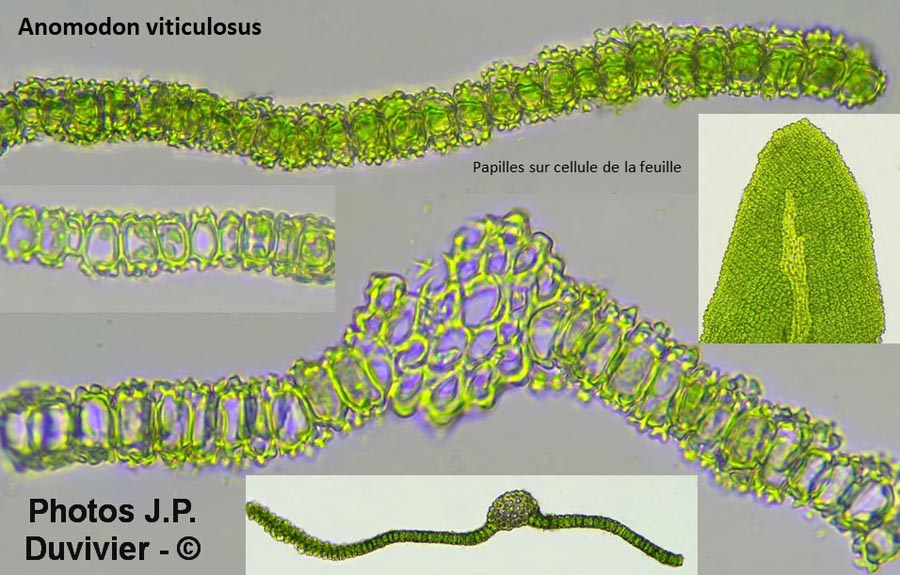 Anomodon viticulosus