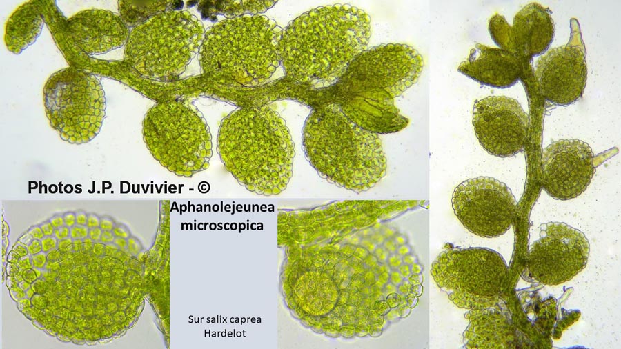 Aphanolejeunea microscopica