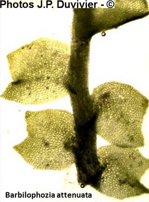 Barbilophozia attenuata