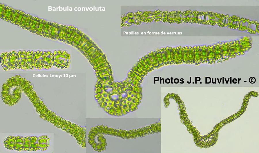 Barbula convoluta