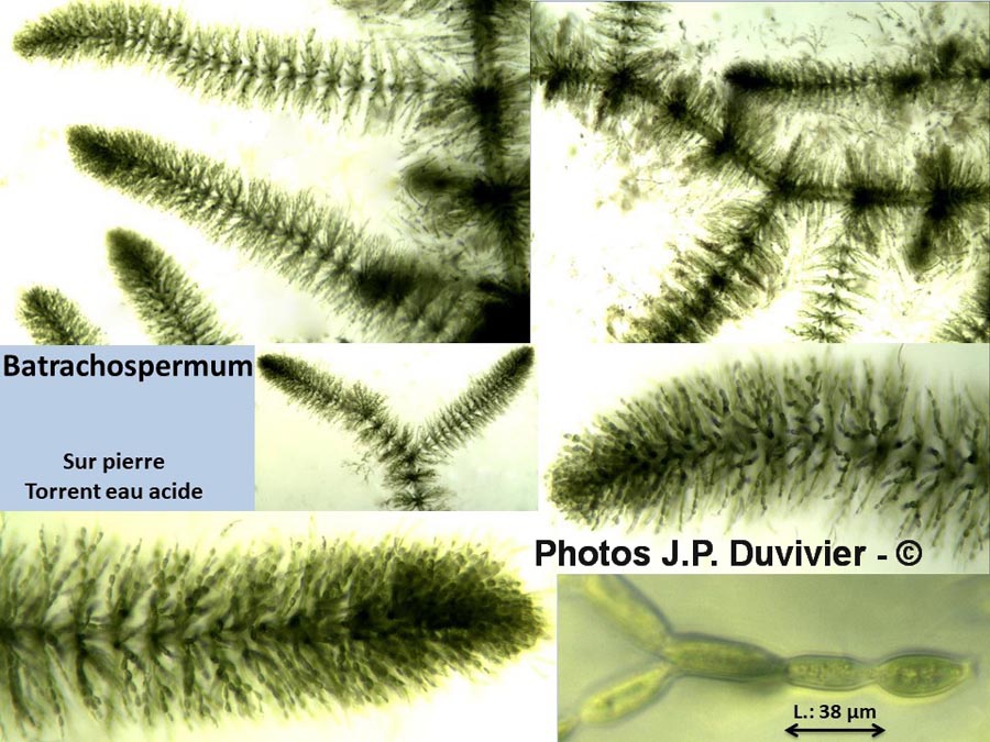 Batrachospermum sp