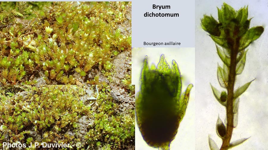 Bryum dichotomum